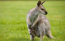 Wallaby with joey from Wikimedia Commons